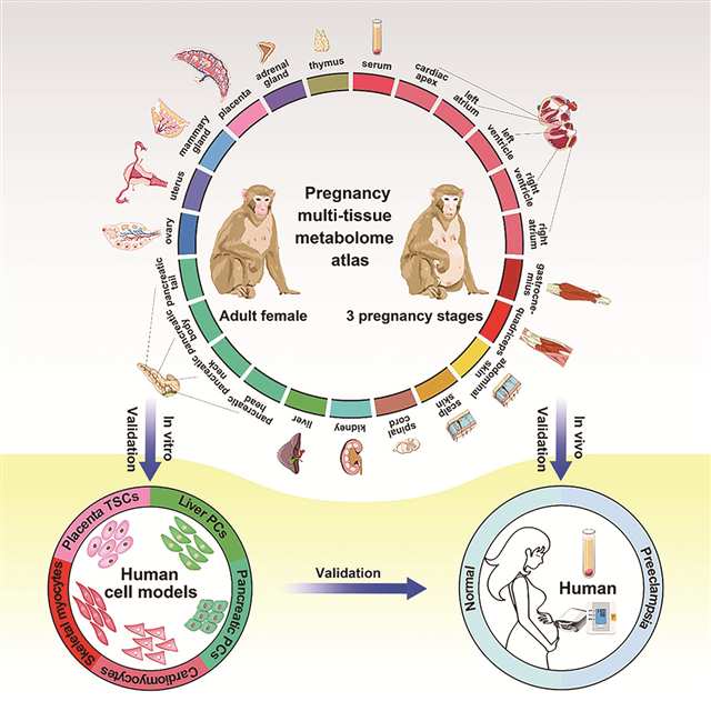 九游娱乐：2024年度重庆市十大科技进展发布(图9)